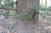 Cedrus atlantica